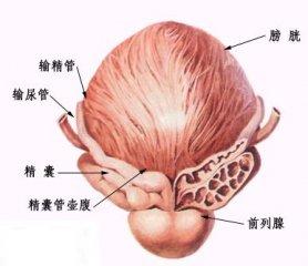 前列腺囊肿的危害